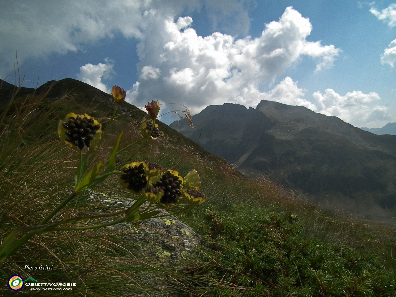 35 Fiori col Monte Masoni....JPG